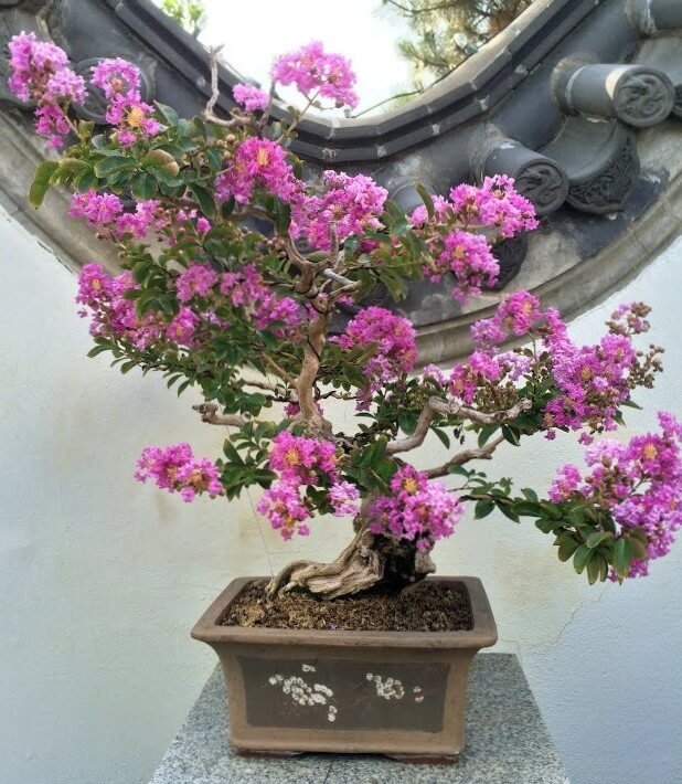 cay-hoa-tuong-vi-bonsai-1764835241506-1764835242313574909914-1764919102894-17649191032841566761375.jpg
