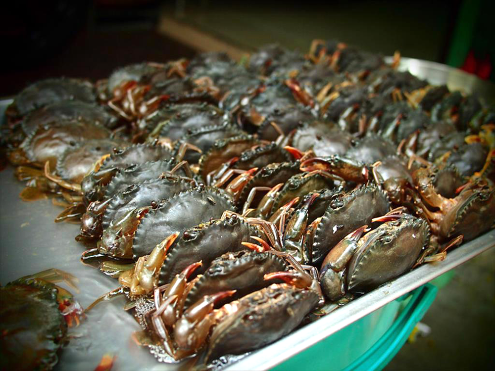 Kho báu dưới nước của Việt Nam 'bơi' sang Mỹ, Nhật Bản siêu đắt hàng: xuất khẩu tăng khủng hơn 600%, chất lượng vượt trội hàng đầu thế giới - Ảnh 2.