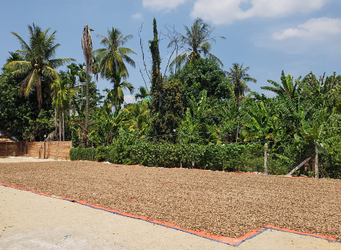 Loại hạt giúp Việt Nam xuất khẩu bỏ xa thế giới được người Mỹ cực kỳ ư chuộng - Ảnh 1. Loại hạt giúp Việt Nam xuất khẩu bỏ xa thế giới được người Mỹ cực kỳ ư chuộng - Ảnh 1.