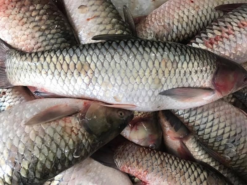 10 mẹo chọn cá tươi người bán không muốn bạn biết- Ảnh 2.