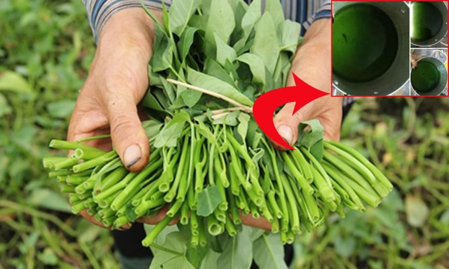 7 loại rau dễ bị phun thuốc nhất- Ảnh 1. 7 loại rau dễ bị phun thuốc nhất- Ảnh 1.