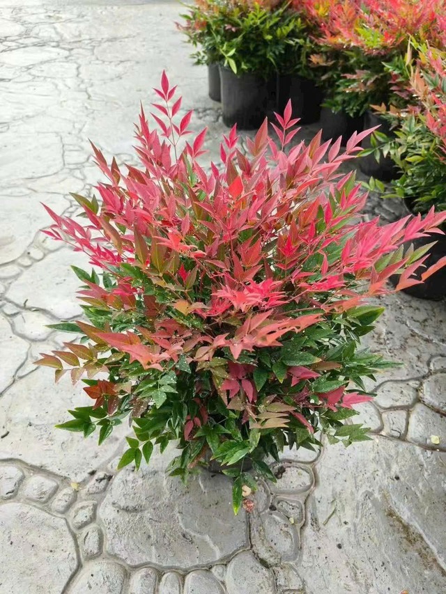 Loài cây phong thủy lúc xanh lúc đỏ: Trồng một chậu trong nhà, may mắn tự ghé cửa- Ảnh 3. Loài cây phong thủy lúc xanh lúc đỏ: Trồng một chậu trong nhà, may mắn tự ghé cửa- Ảnh 3.