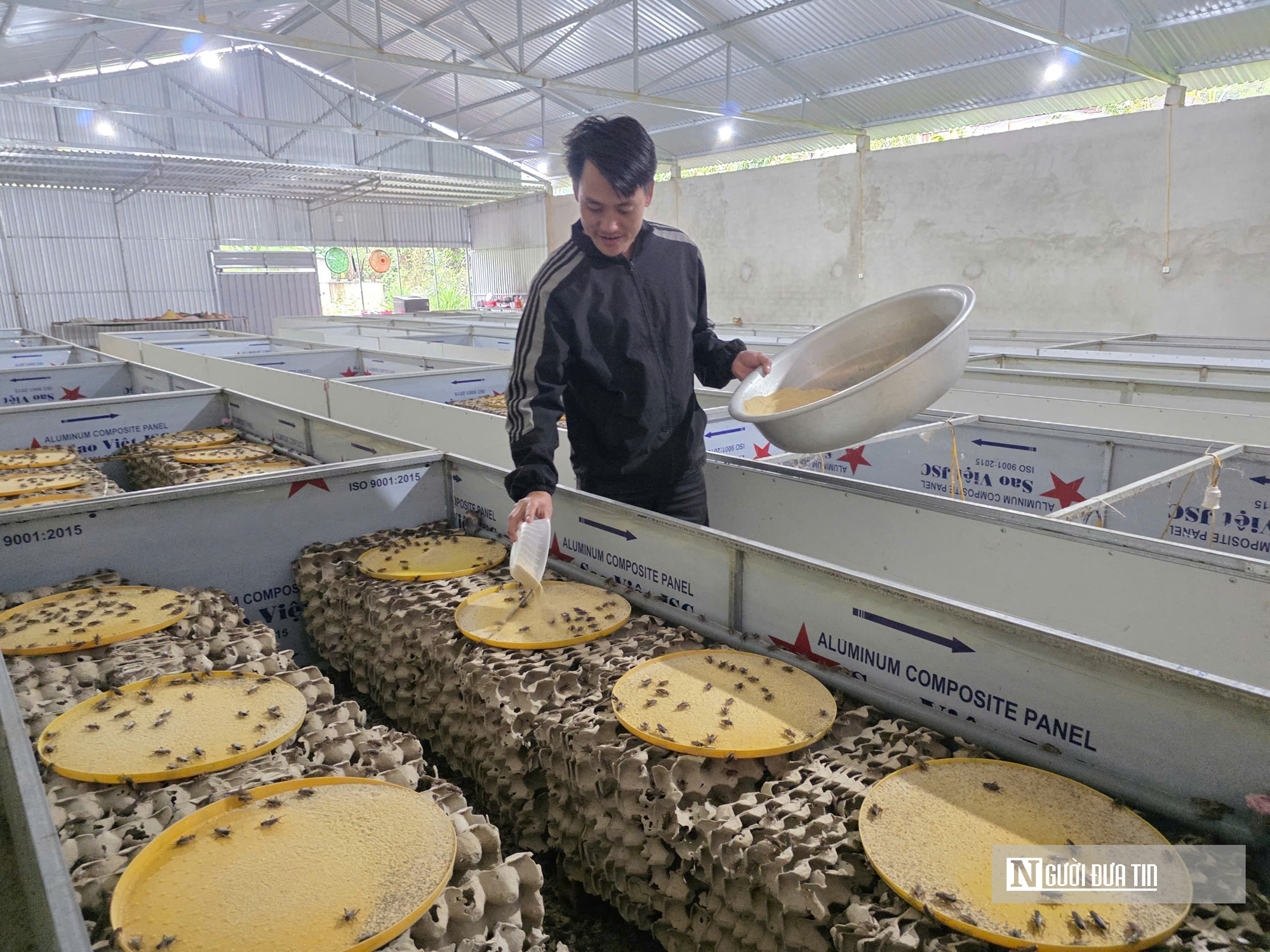 Nuôi loài tí hon, 30 ngày cho thu hoạch, chàng rể Nghệ An bỏ túi hàng trăm triệu mỗi năm- Ảnh 1.