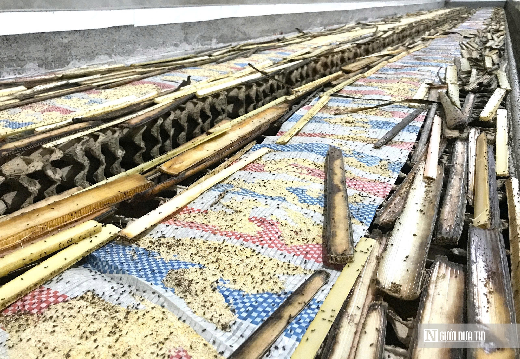 Nuôi loài tí hon, 30 ngày cho thu hoạch, chàng rể Nghệ An bỏ túi hàng trăm triệu mỗi năm- Ảnh 2.