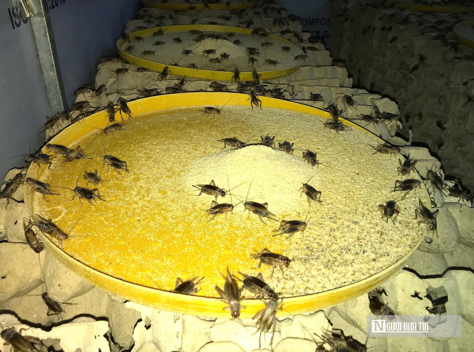 Nuôi loài tí hon, 30 ngày cho thu hoạch, chàng rể Nghệ An bỏ túi hàng trăm triệu mỗi năm- Ảnh 5.