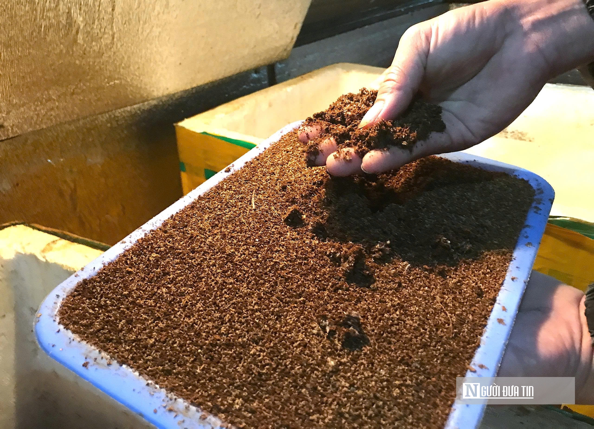 Nuôi loài tí hon, 30 ngày cho thu hoạch, chàng rể Nghệ An bỏ túi hàng trăm triệu mỗi năm- Ảnh 7.