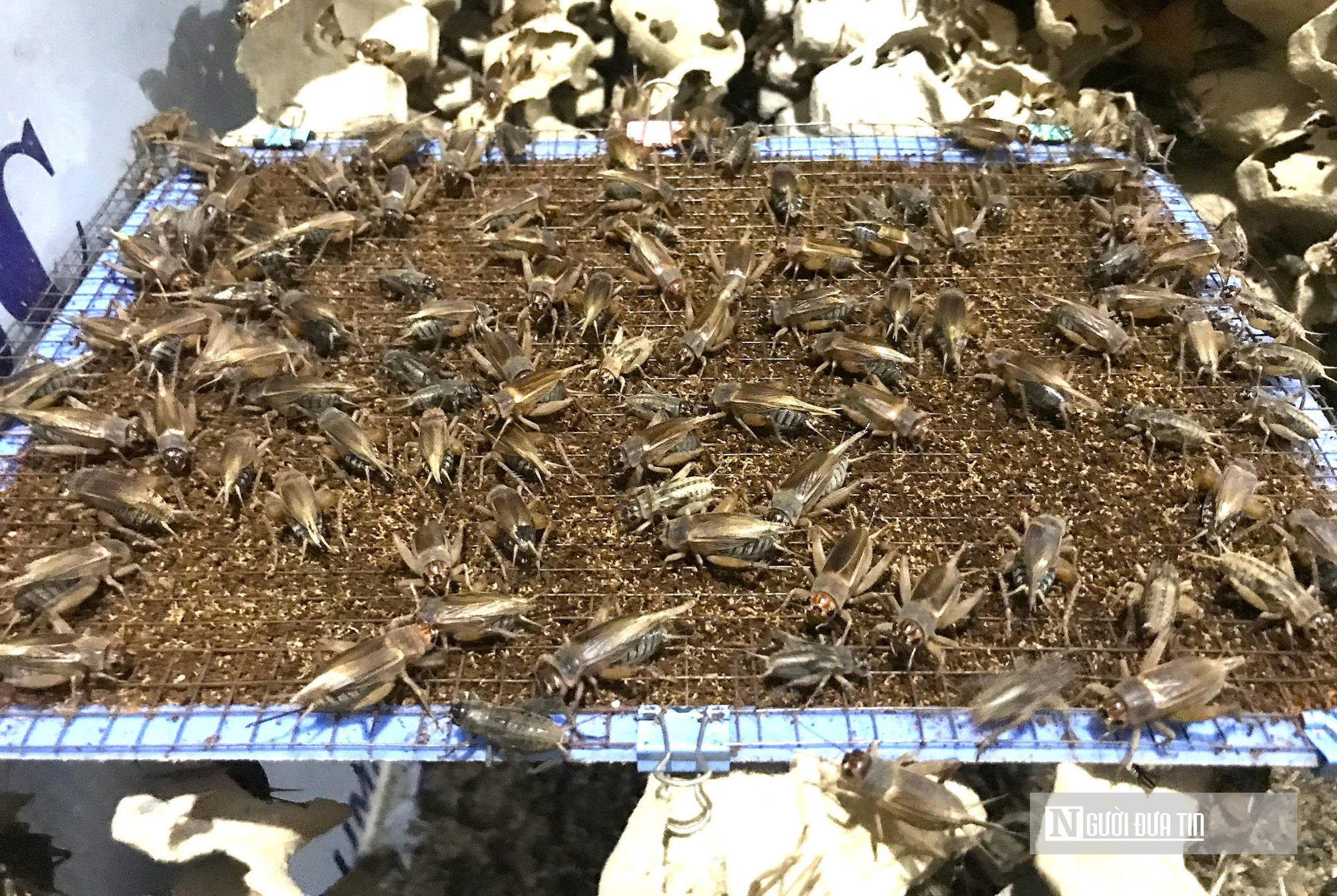 Nuôi loài tí hon, 30 ngày cho thu hoạch, chàng rể Nghệ An bỏ túi hàng trăm triệu mỗi năm- Ảnh 9.