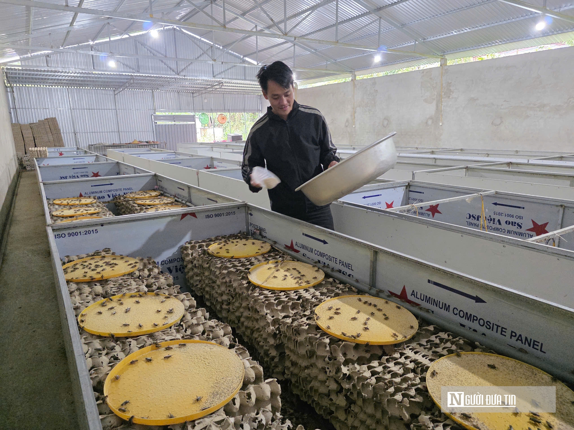 Nuôi loài tí hon, 30 ngày cho thu hoạch, chàng rể Nghệ An bỏ túi hàng trăm triệu mỗi năm- Ảnh 11.