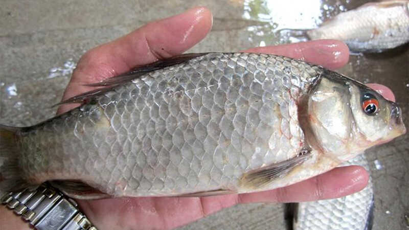 Loại cá nhỏ, rẻ nhưng được thầy thuốc xưa gọi là ‘đại bổ’, nhiều nhà nấu mãi mà không biết giá trị thật - Ảnh 2.