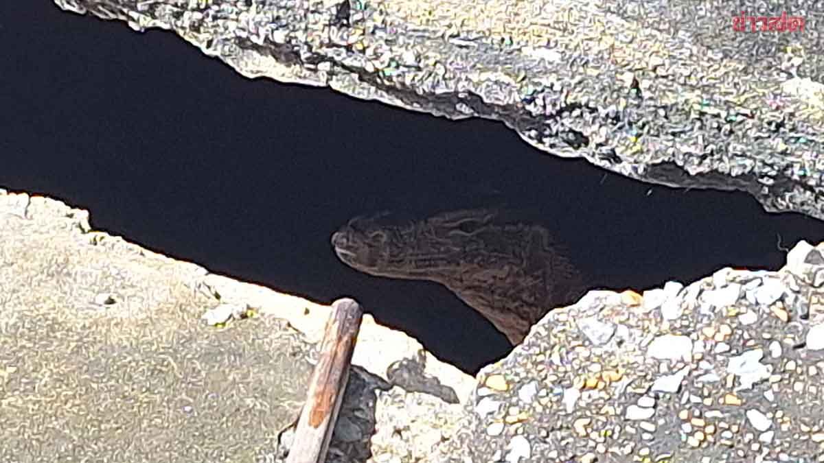 Rúng động Thái Lan: Thi thể bé gái sơ sinh bị kỳ đà cắn gây chấn động xã hội - Ảnh 2. Rúng động Thái Lan: Thi thể bé gái sơ sinh bị kỳ đà cắn gây chấn động xã hội - Ảnh 2.