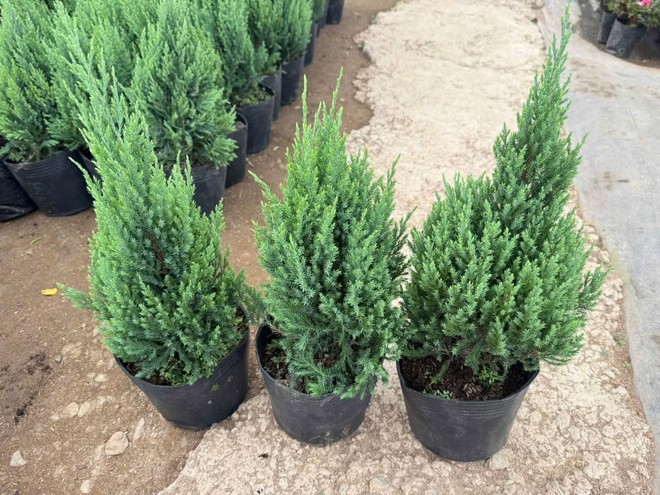 Sơn tùng giá rẻ bèo, được săn đón nhất dịp Giáng sinh- Ảnh 1.