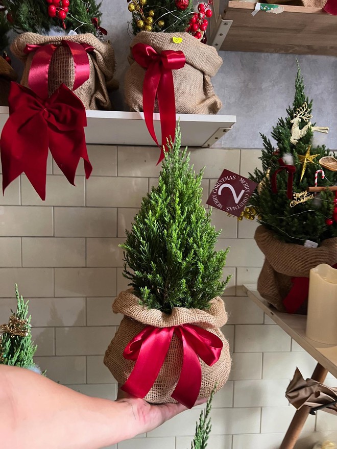 Sơn tùng giá rẻ bèo, được săn đón nhất dịp Giáng sinh- Ảnh 6.