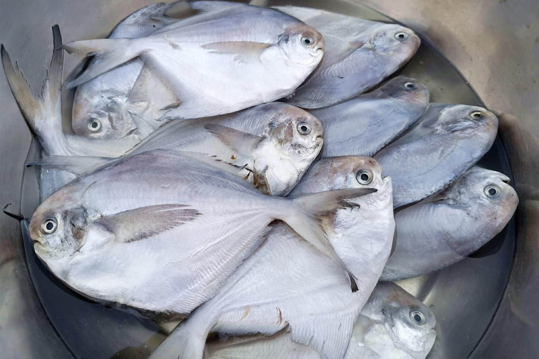 Món cá ngon nhất để ăn lúc này được nấu từ 4 loại cá sau đây – bổ dưỡng và món nào cũng ngon - Ảnh 11.