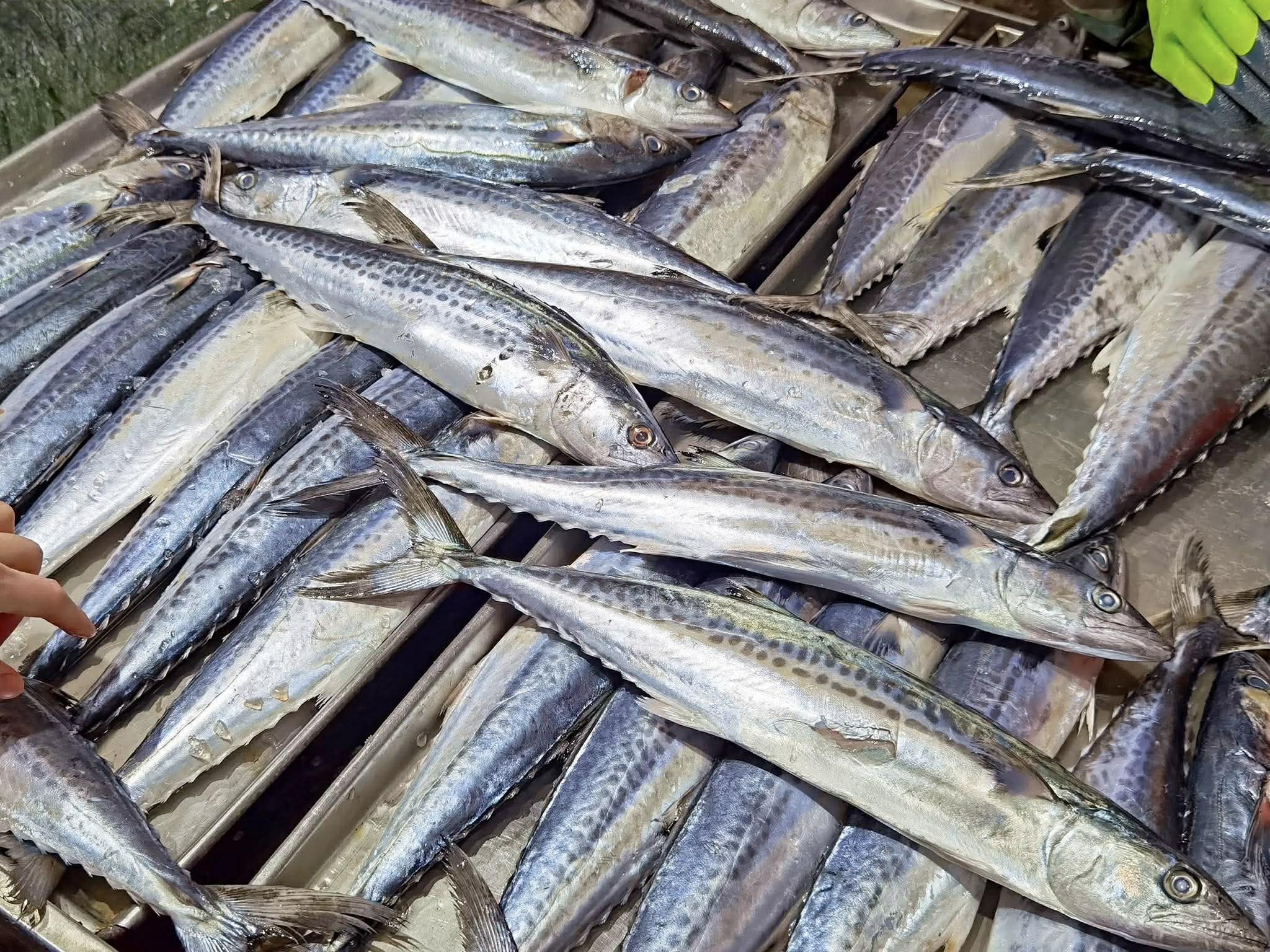 Món cá ngon nhất để ăn lúc này được nấu từ 4 loại cá sau đây – bổ dưỡng và món nào cũng ngon - Ảnh 1.