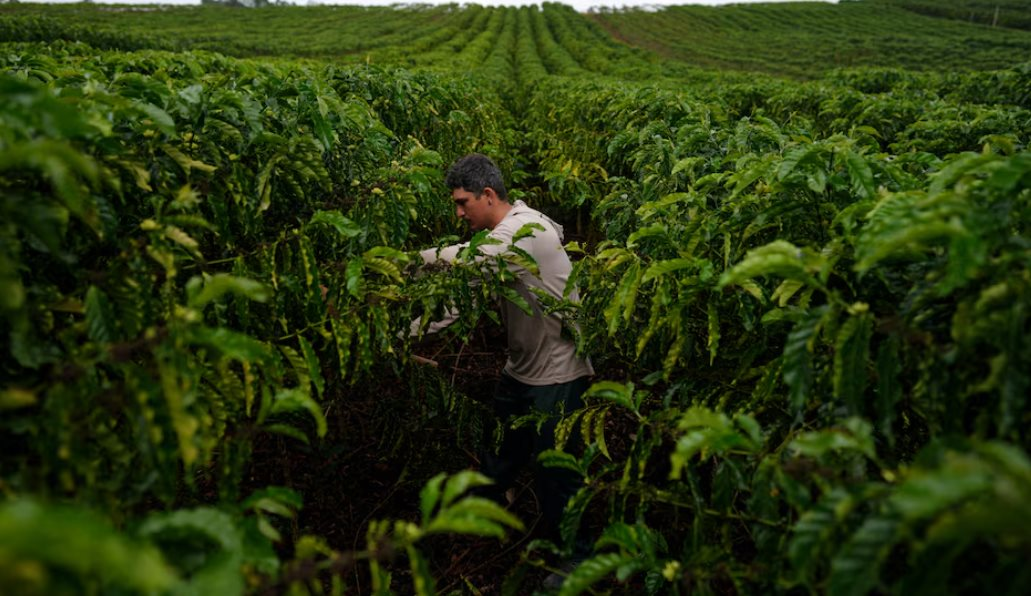 Cà phê robusta: Sự trỗi dậy của chất lượng cao tại Brazil và Việt Nam - Ảnh 1.