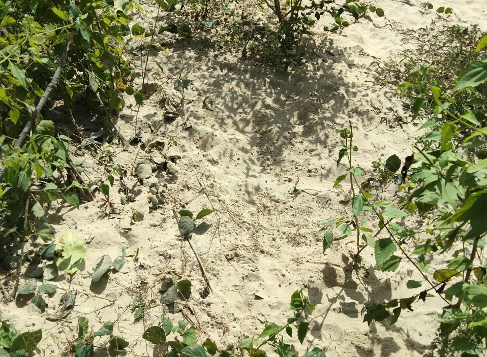 Bé sơ sinh nghi bị chôn sống được cứu kịp thời tại gia Lai - Ảnh 2. Bé sơ sinh nghi bị chôn sống được cứu kịp thời tại gia Lai - Ảnh 2.