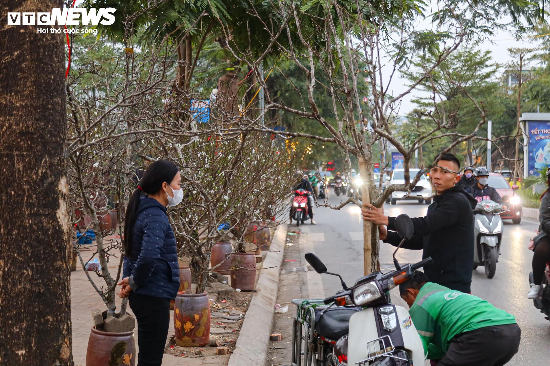 Hết Tết, người Hà Nội vẫn chi tiền triệu mua đào, lê rừng Tây Bắc - Ảnh 11.