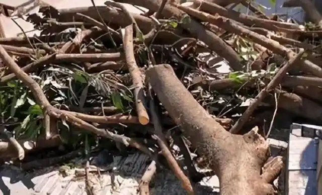Người đàn ông chặt cây mộc hương trong vườn nhà, bất ngờ bị hàng xóm đòi bồi thường 1 tỷ đồng: Toà án ra phán quyết không ngờ - Ảnh 2. Người đàn ông chặt cây mộc hương trong vườn nhà, bất ngờ bị hàng xóm đòi bồi thường 1 tỷ đồng: Toà án ra phán quyết không ngờ - Ảnh 2.