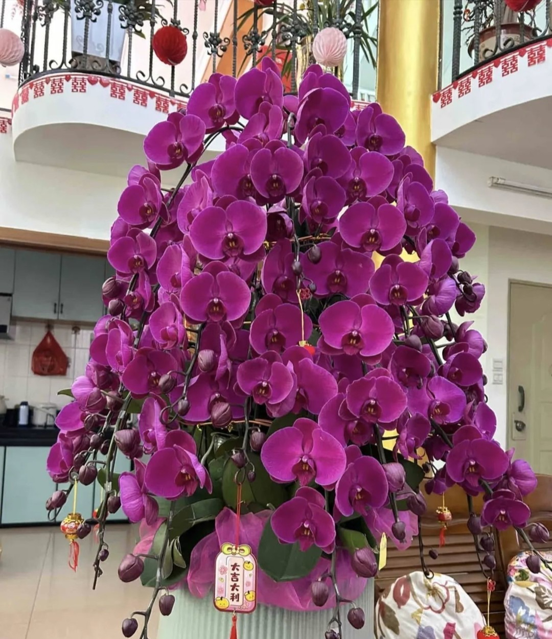 7 loài cây hoa giúp phòng khách hút tài lộc, cây thịnh thì người thịnh- Ảnh 4. 7 loài cây hoa giúp phòng khách hút tài lộc, cây thịnh thì người thịnh- Ảnh 4.