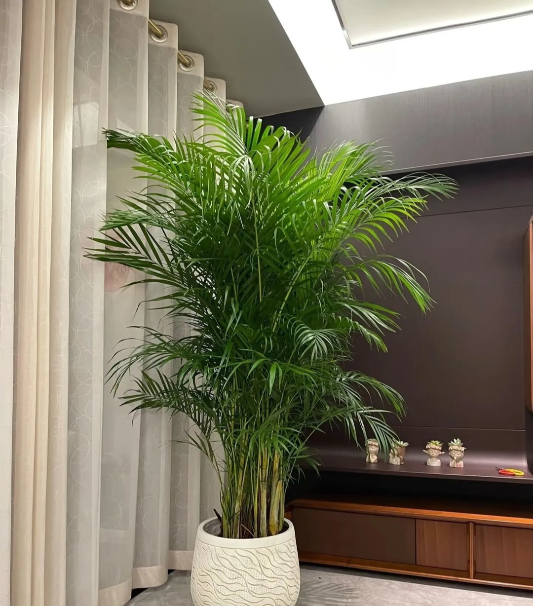 7 loài cây hoa giúp phòng khách hút tài lộc, cây thịnh thì người thịnh- Ảnh 5. 7 loài cây hoa giúp phòng khách hút tài lộc, cây thịnh thì người thịnh- Ảnh 5.