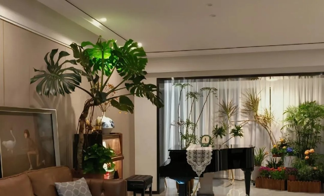 7 loài cây hoa giúp phòng khách hút tài lộc, cây thịnh thì người thịnh- Ảnh 6. 7 loài cây hoa giúp phòng khách hút tài lộc, cây thịnh thì người thịnh- Ảnh 6.