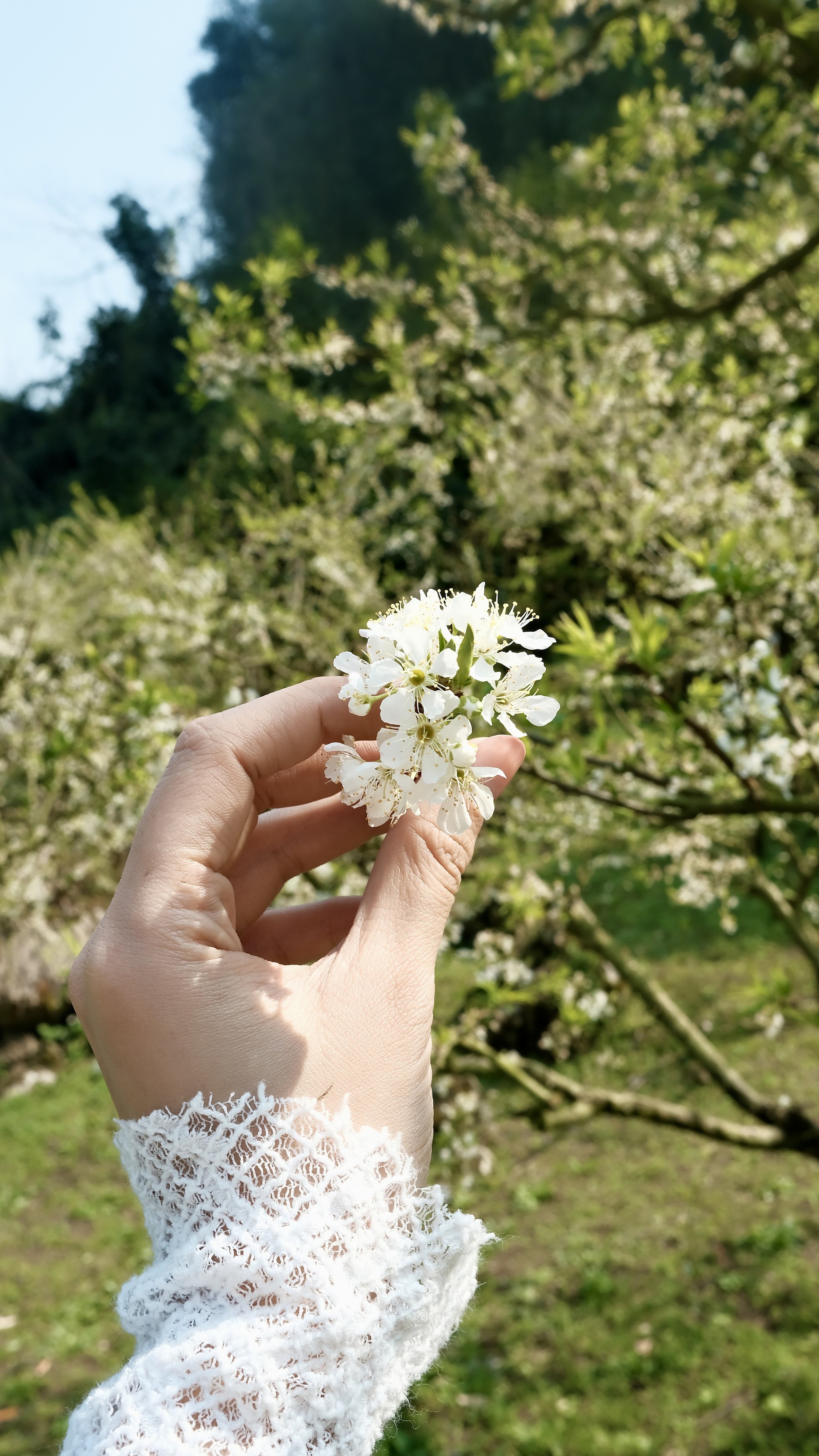 “Ngắm hoa Mộc Châu gì chưa người đẹp ơi?”: Đâu phải hoa mận tàn là hết vui, vì chậm chân nhỡ đâu là người may mắn nhất!- Ảnh 11.