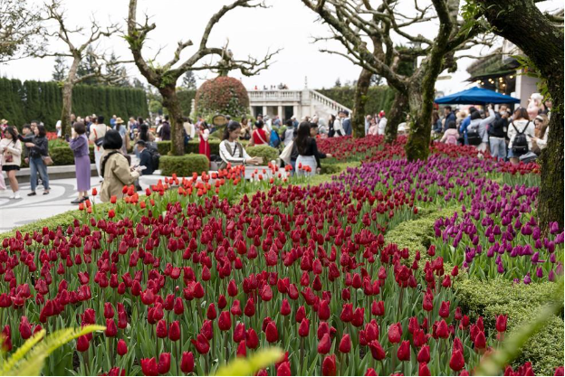 Hàng nghìn du khách đến du xuân tại Sun World Ba Na Hills dịp đầu năm mới 2025 - Ảnh 2. Hàng nghìn du khách đến du xuân tại Sun World Ba Na Hills dịp đầu năm mới 2025 - Ảnh 2.