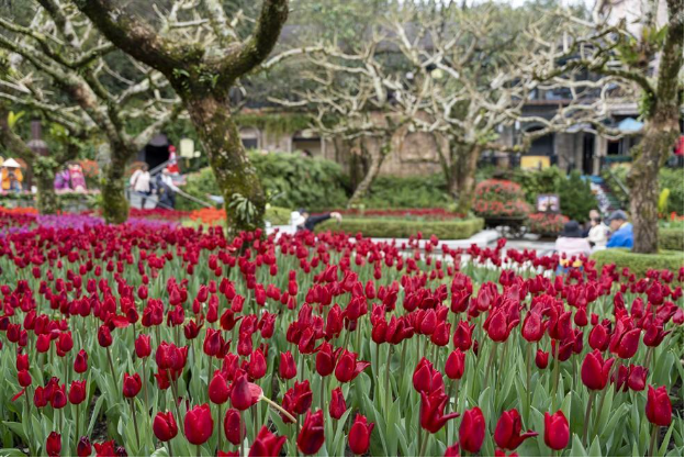 Hàng nghìn du khách đến du xuân tại Sun World Ba Na Hills dịp đầu năm mới 2025 - Ảnh 4. Hàng nghìn du khách đến du xuân tại Sun World Ba Na Hills dịp đầu năm mới 2025 - Ảnh 4.