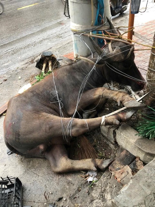 Trâu &quot;điên&quot; náo loạn đường phố, nhiều học sinh bị thương - Ảnh 3.