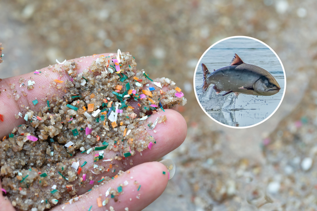 microplastics-fish-1738820020325-17388200205551668312039-1738902497646-17389024977281697992667.png