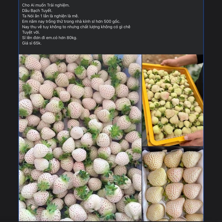 Loại quả từng có giá triệu đồng/kg nay bán rẻ bèo trên 'chợ mạng' - Ảnh 1. Loại quả từng có giá triệu đồng/kg nay bán rẻ bèo trên 'chợ mạng' - Ảnh 1.