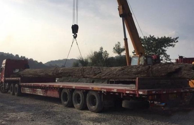 Người đàn ông đào trúng cây gỗ dài 13,8m, nặng 23,8 tấn: Cảnh sát lập tức phong tỏa hiện trường, chuyên gia khẳng định đó là “kho báu” hơn 3,5 tỷ đồng - Ảnh 2. Người đàn ông đào trúng cây gỗ dài 13,8m, nặng 23,8 tấn: Cảnh sát lập tức phong tỏa hiện trường, chuyên gia khẳng định đó là “kho báu” hơn 3,5 tỷ đồng - Ảnh 2.