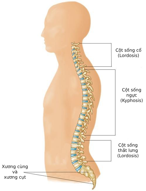 Một hành động tưởng đáng xấu hổ nhưng lại là &quot;cứu tinh&quot; của cột sống thắt lưng, người hay đau lưng càng phải chăm chỉ làm - Ảnh 3.