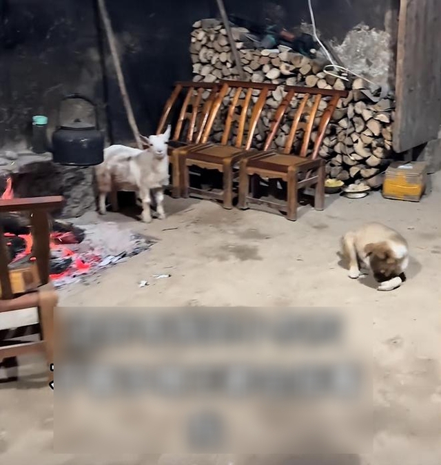 Người đàn ông 35 tuổi bỏ phố lên núi sống 1 mình, nhìn cảnh tượng, mọi người bật thốt: “Anh đã chịu đựng những gì ở thành phố vậy?” - Ảnh 4.