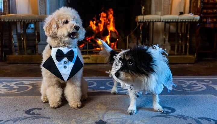 dogs-tie-the-knot-in-plush-wedding-ceremony-4-10383230-1740918325680-17409183258871921486519.jpg