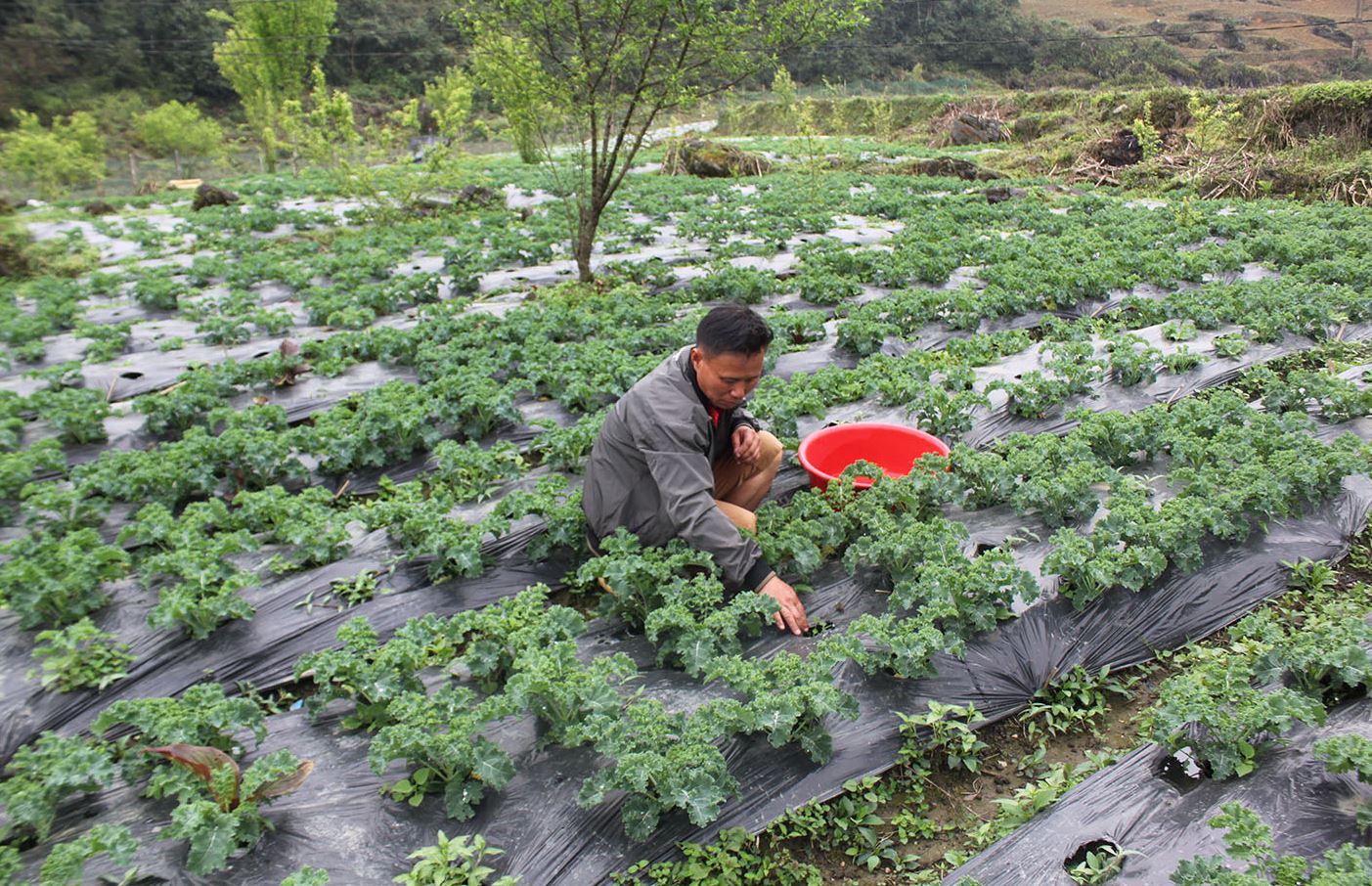 Tạp chí Mỹ đánh giá đây là loại rau tốt nhất thế giới, Việt Nam trồng nhiều, hái đến đâu bán hết đến đấy - Ảnh 4.