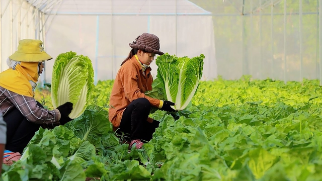 Mách bạn 7 loại rau củ khi trồng không cần dùng thuốc trừ sâu, ra chợ thấy phải mua ngay kẻo hết - Ảnh 3.