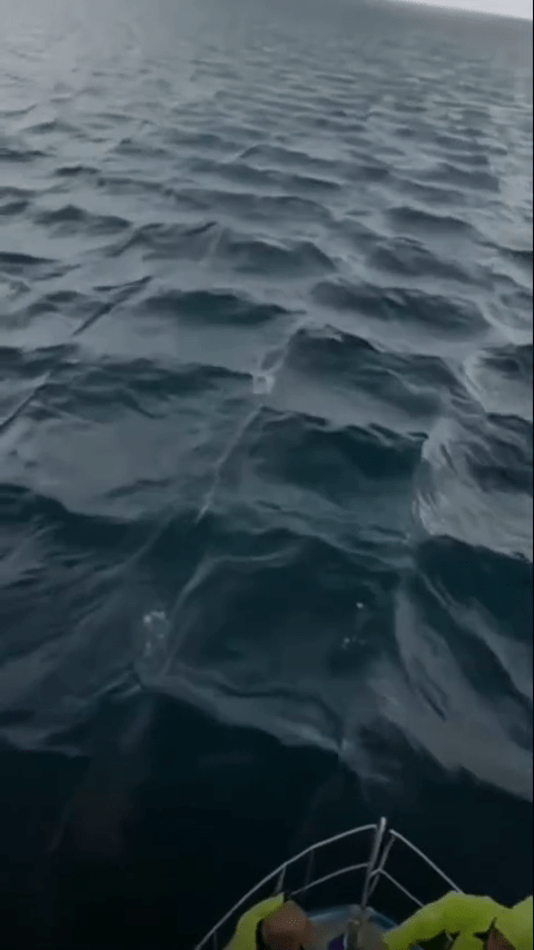 Video ghi lại cảnh tượng lạ giữa biển khơi: Ban đầu cứ ngỡ s&oacute;ng đẹp, nh&igrave;n kỹ mới thấy lạnh g&aacute;y- Ảnh 2.