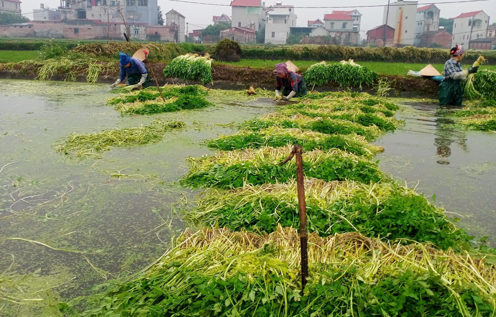 Loại rau 'nhà nghèo' mọc dại, nay giúp nông dân 1 xã kiếm 100 tỷ mỗi năm: Tốt tới không ngờ - Ảnh 1.