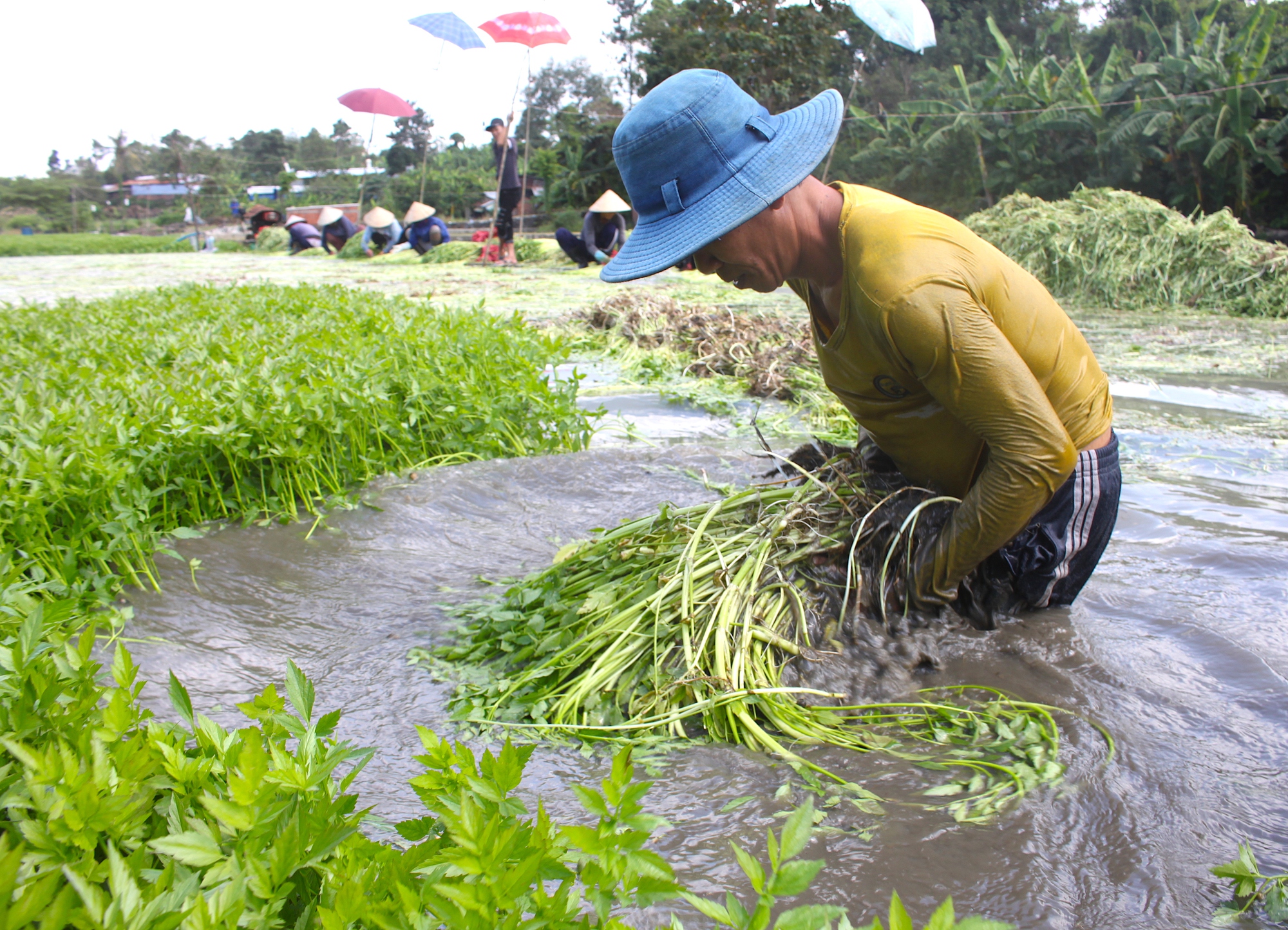 Loại rau 'nhà nghèo' mọc dại, nay giúp nông dân 1 xã kiếm 100 tỷ mỗi năm: Tốt tới không ngờ - Ảnh 2.