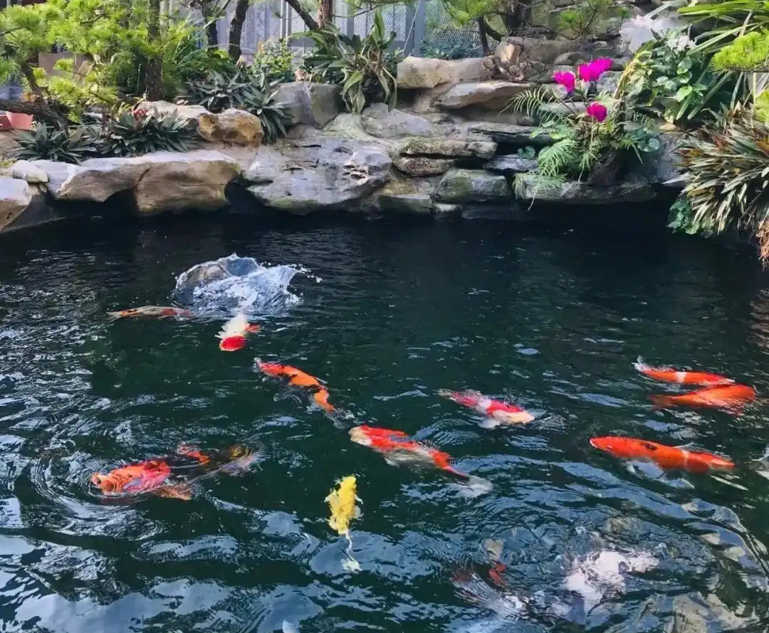 Đàn cá Koi trị giá 2,4 tỷ đồng bất ngờ trúng độc chết, người đàn ông kiện hàng xóm, tòa phán quyết: 1 bên phải đền bù toàn bộ - Ảnh 1. Đàn cá Koi trị giá 2,4 tỷ đồng bất ngờ trúng độc chết, người đàn ông kiện hàng xóm, tòa phán quyết: 1 bên phải đền bù toàn bộ - Ảnh 1.