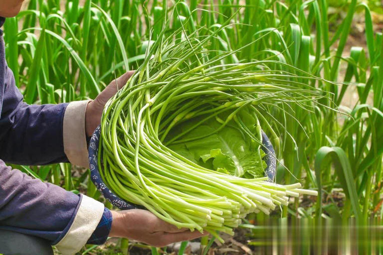 6 loại rau 