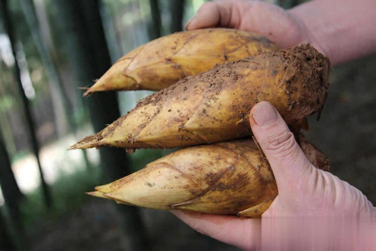 6 loại rau 