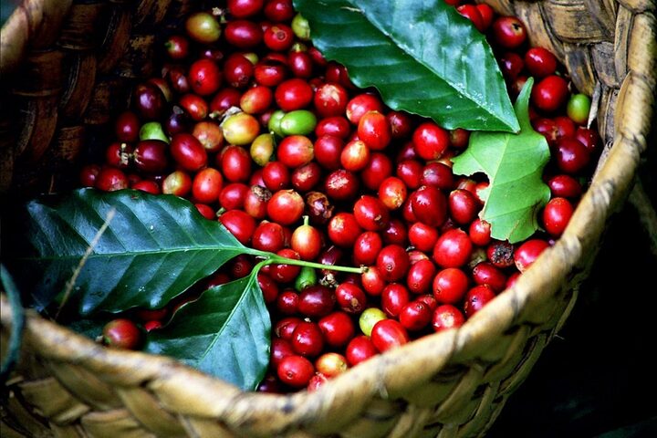 Giá cà phê hôm nay 28/4: Đầu tuần ổn định - Ảnh 1. Giá cà phê hôm nay 28/4: Đầu tuần ổn định - Ảnh 1.