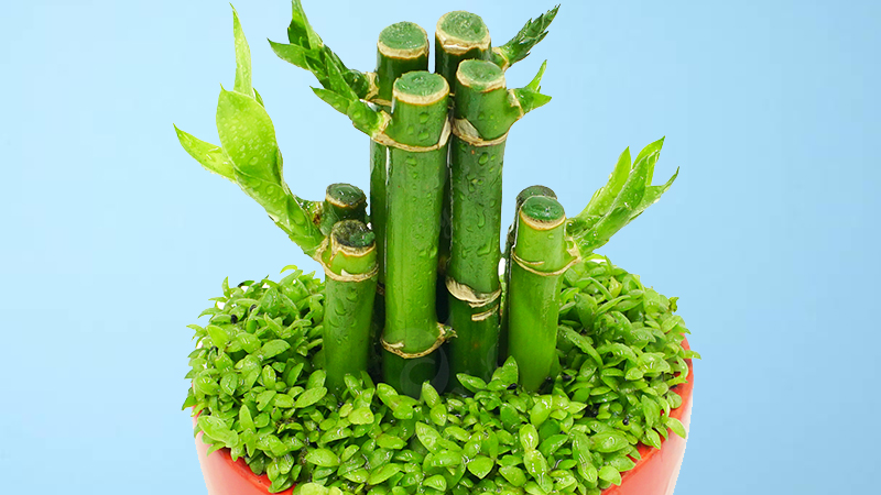 5 loại cây bé xíu đặt phòng khách – nhìn đơn giản mà hóa ra “giữ nhà, giữ tiền” cực tốt - Ảnh 2. 5 loại cây bé xíu đặt phòng khách – nhìn đơn giản mà hóa ra “giữ nhà, giữ tiền” cực tốt - Ảnh 2.