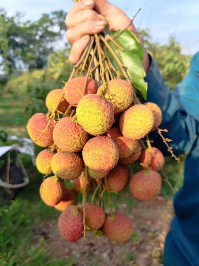 Vải Tây Nguyên đầu mùa giá cao đến khó tin- Ảnh 2. Vải Tây Nguyên đầu mùa giá cao đến khó tin- Ảnh 2.