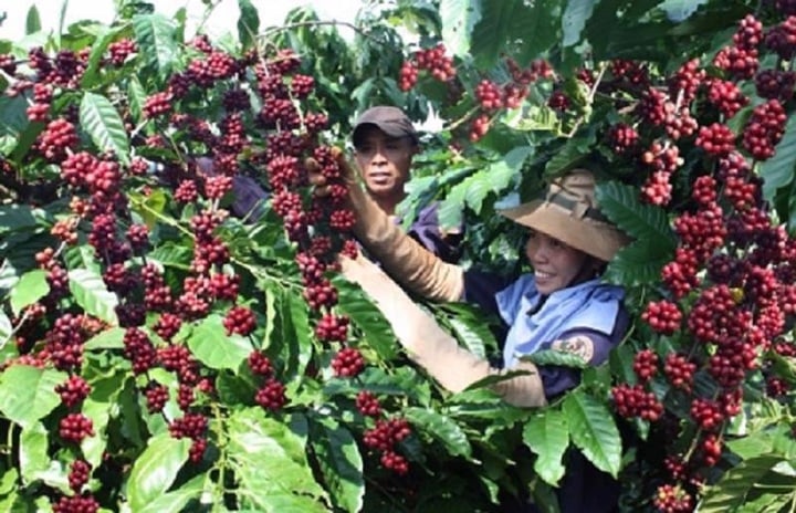 Giá cà phê hôm nay 10/5: Trong nước tăng nhẹ - Ảnh 1. Giá cà phê hôm nay 10/5: Trong nước tăng nhẹ - Ảnh 1.