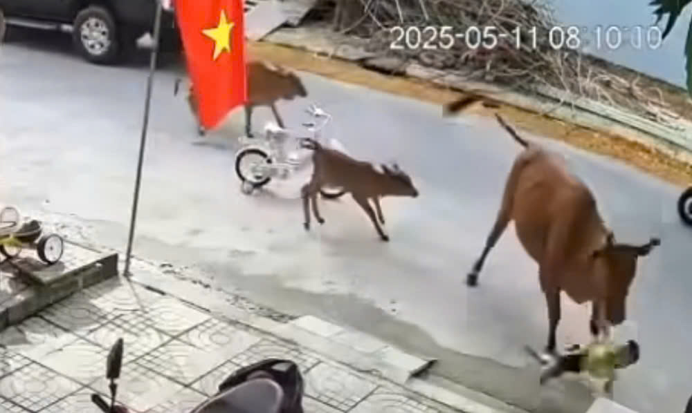 Kinh hãi bò thả rông tấn công cháu bé ở Đà Nẵng- Ảnh 1.