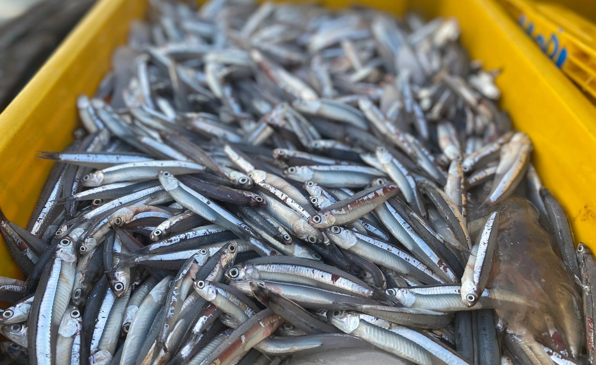 3 loại cá 3 loại cá