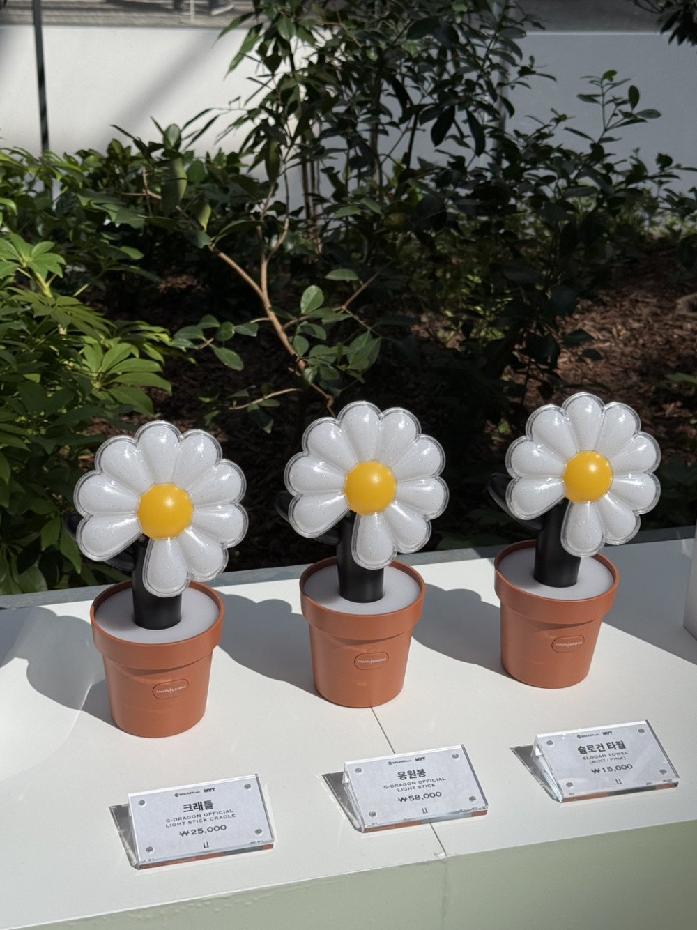 Sau vàng, matcha thì lightstick Sau vàng, matcha thì lightstick